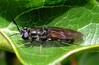 Impact of age, size, and sex on adult black soldier fly [Hermetia illucens L. (Diptera: Stratiomyida